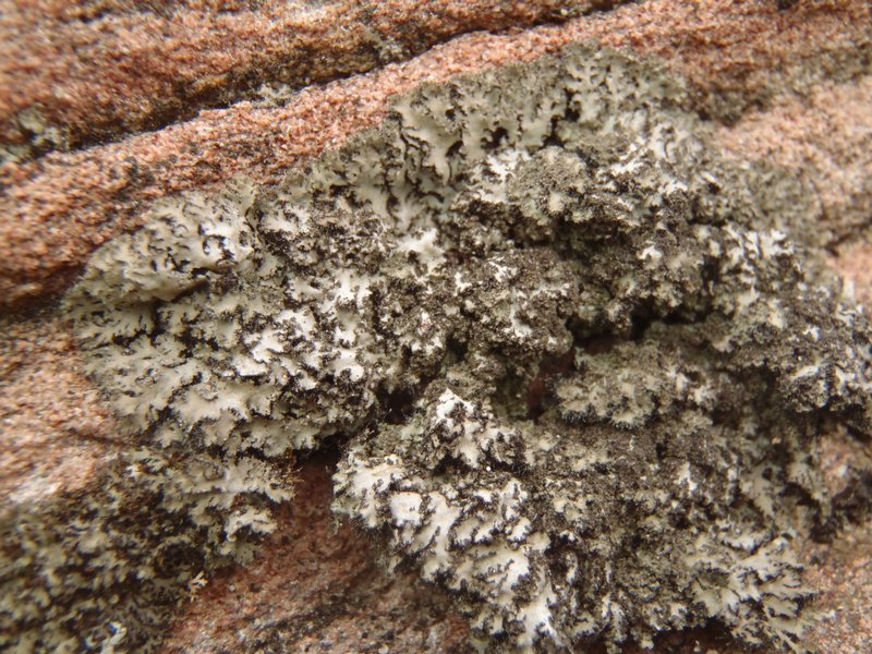 Phaeophyscia kairamoi