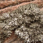 Phaeophyscia kairamoi