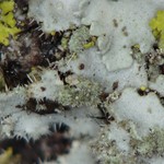 Phaeophyscia kairamoi