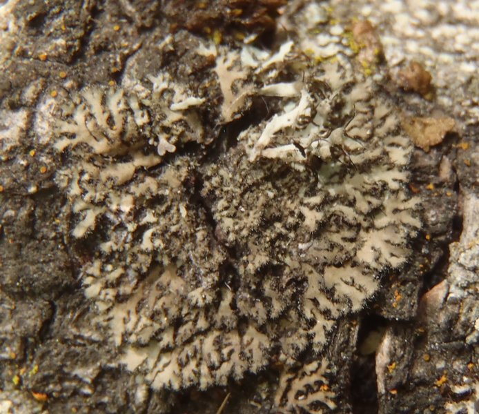 Phaeophyscia kairamoi