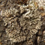 Phaeophyscia kairamoi