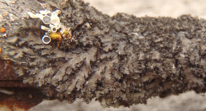 Phaeophyscia kairamoi