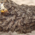 Phaeophyscia kairamoi