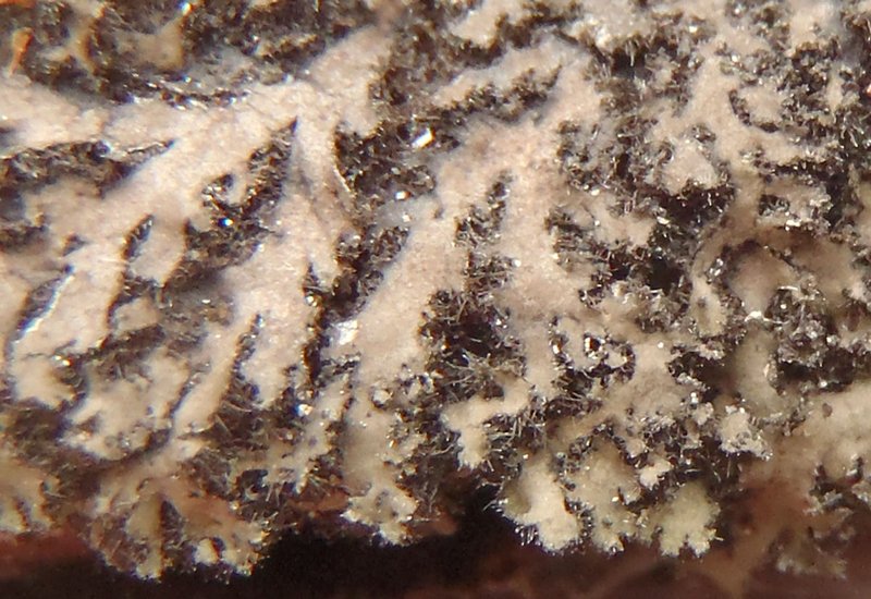 Phaeophyscia kairamoi
