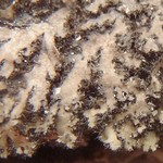 Phaeophyscia kairamoi