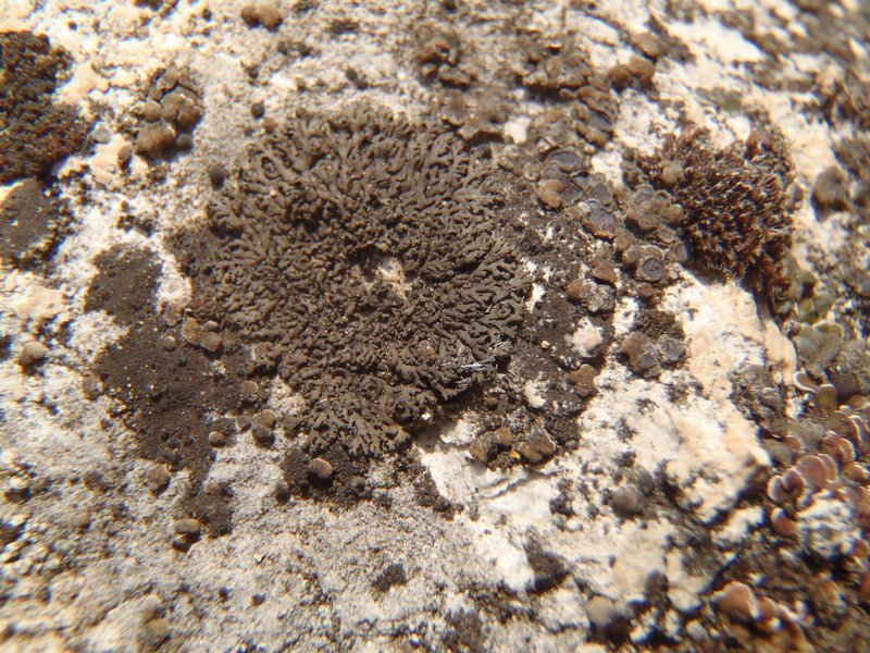 Phaeophyscia nigricans