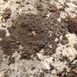 Phaeophyscia nigricans