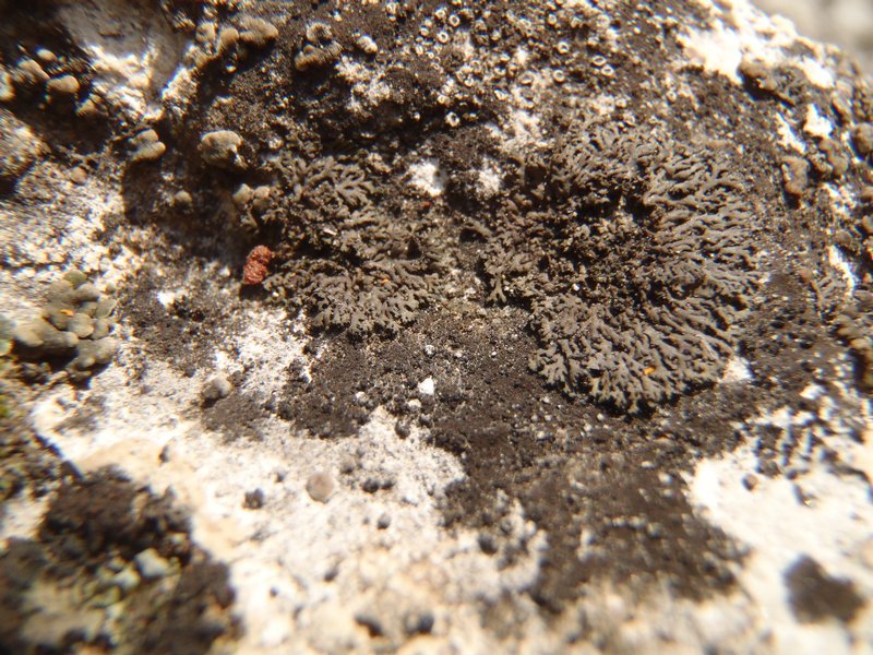 Phaeophyscia nigricans