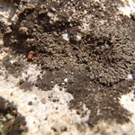 Phaeophyscia nigricans