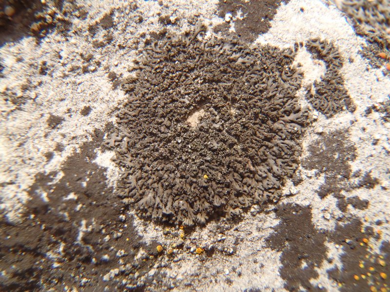 Phaeophyscia nigricans