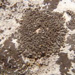 Phaeophyscia nigricans