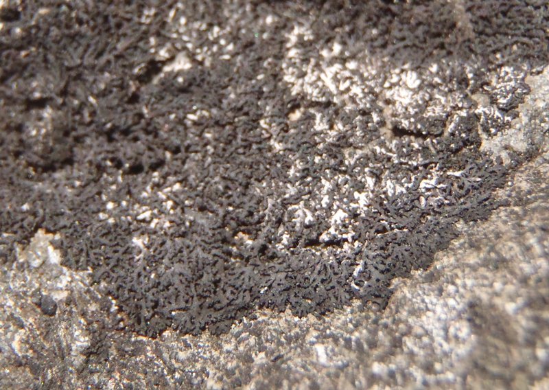 Phaeophyscia nigricans
