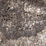 Phaeophyscia nigricans