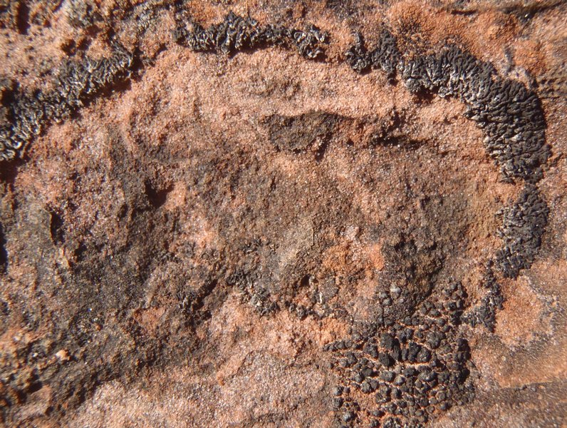 Phaeophyscia nigricans