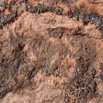 Phaeophyscia nigricans