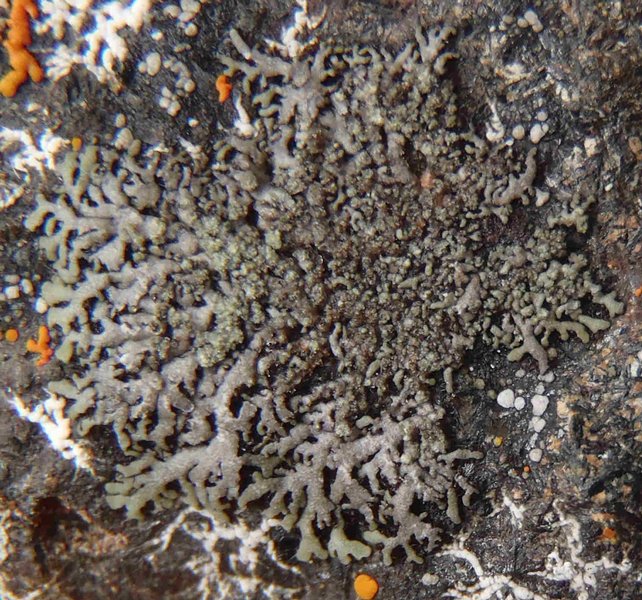 Phaeophyscia orbicularis