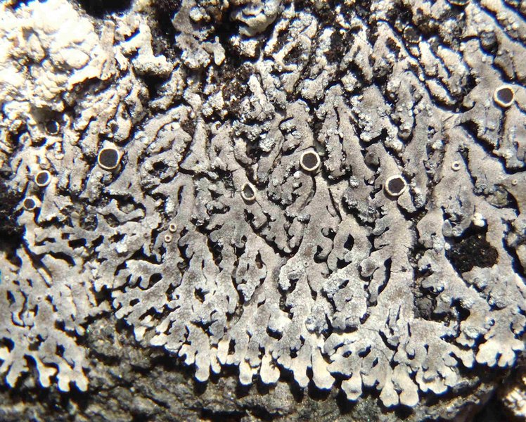 Phaeophyscia orbicularis