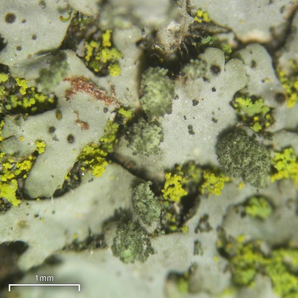 Phaeophyscia orbicularis