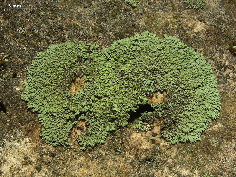 Phaeophyscia orbicularis
