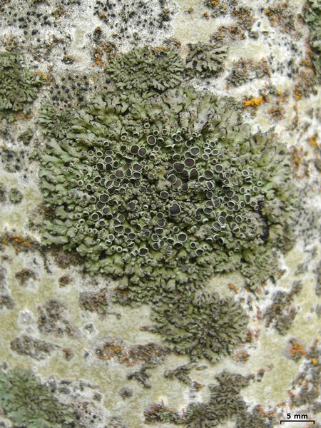 Phaeophyscia orbicularis