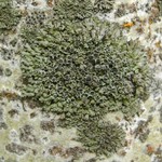 Phaeophyscia orbicularis