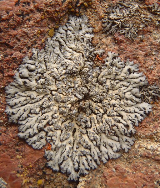 Phaeophyscia orbicularis