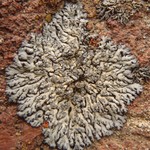 Phaeophyscia orbicularis