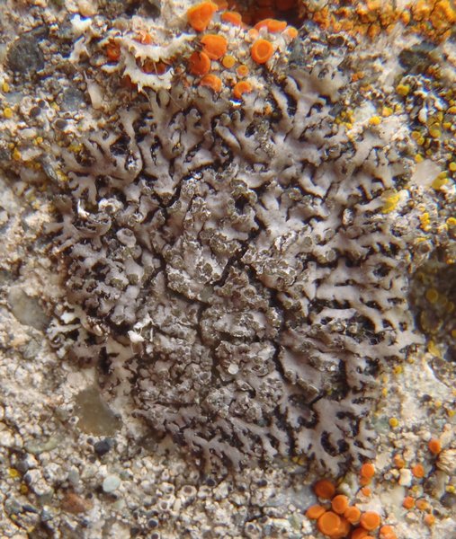 Phaeophyscia orbicularis