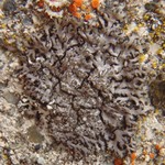 Phaeophyscia orbicularis