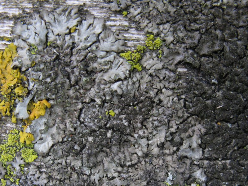 Phaeophyscia orbicularis