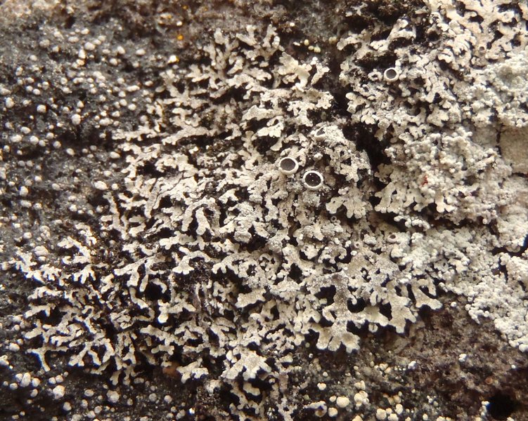 Phaeophyscia orbicularis