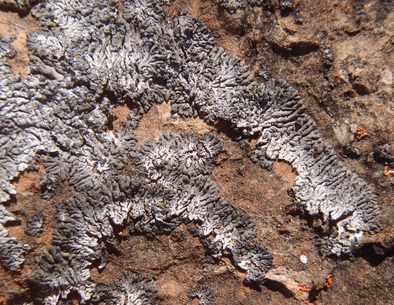 Phaeophyscia orbicularis