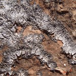 Phaeophyscia orbicularis