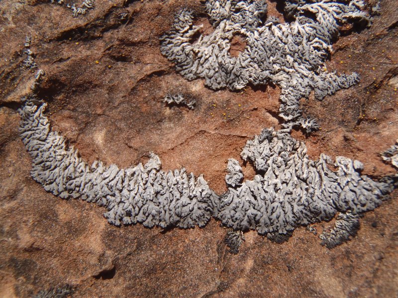 Phaeophyscia orbicularis