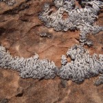 Phaeophyscia orbicularis