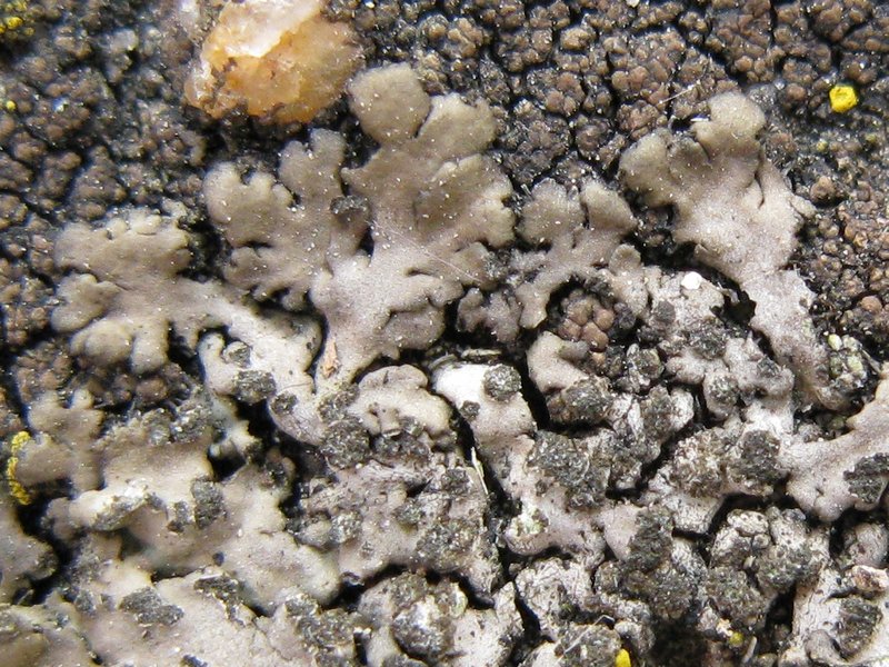 Phaeophyscia orbicularis
