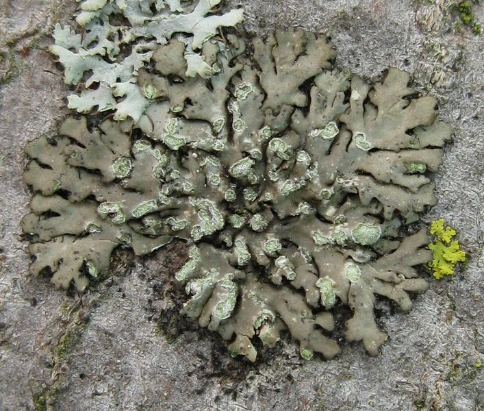 Phaeophyscia orbicularis