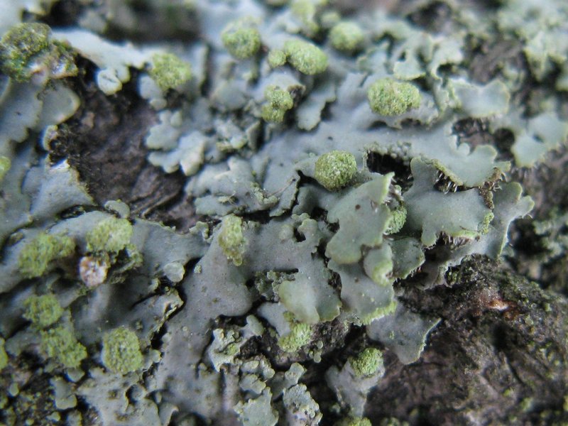 Phaeophyscia pusilloides