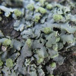 Phaeophyscia pusilloides