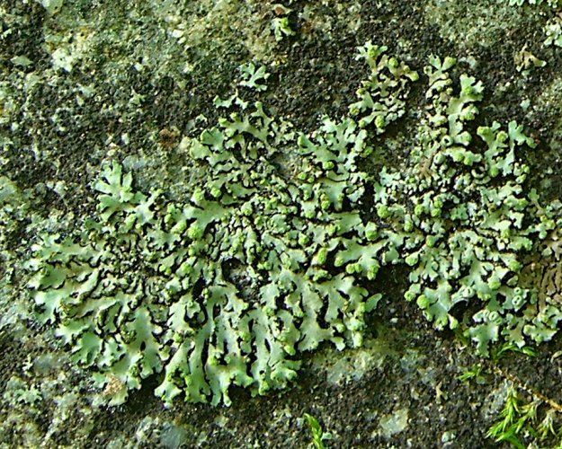 Phaeophyscia pusilloides