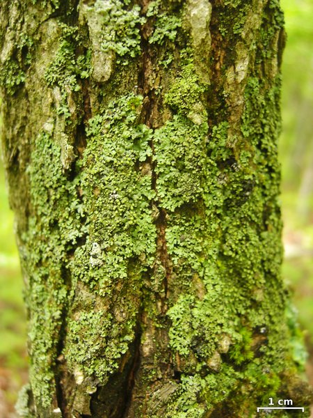 Phaeophyscia pusilloides