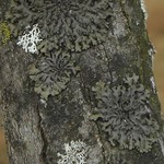 Phaeophyscia pusilloides