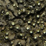Phaeophyscia pusilloides