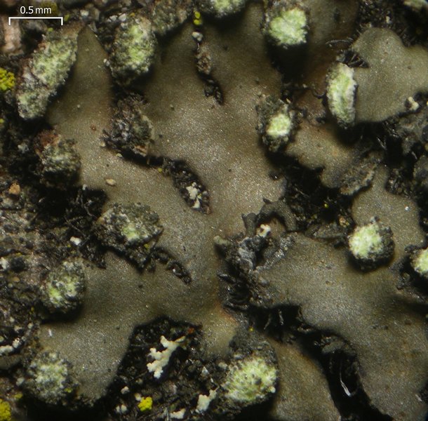 Phaeophyscia pusilloides