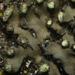 Phaeophyscia pusilloides