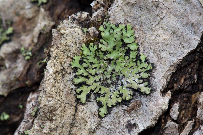 Phaeophyscia pusilloides