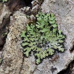 Phaeophyscia pusilloides