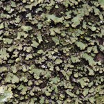 Phaeophyscia pusilloides