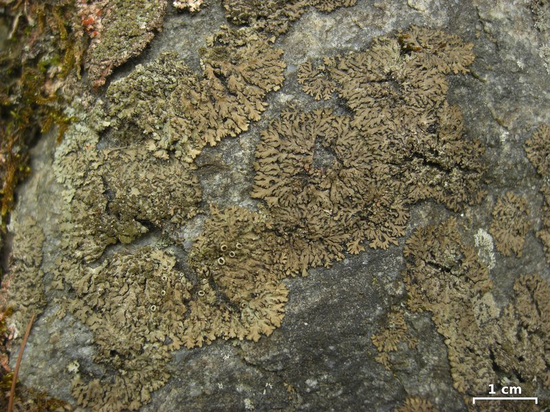 Phaeophyscia rubropulchra