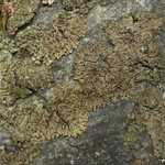 Phaeophyscia rubropulchra